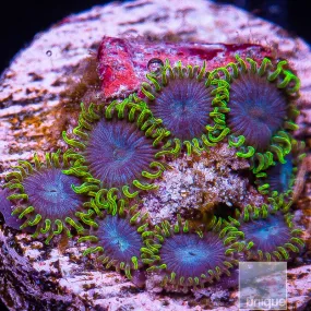 Zoanthus sp. Green and Blue Zoanthid- WYSIWYG Frag Zoa/Paly